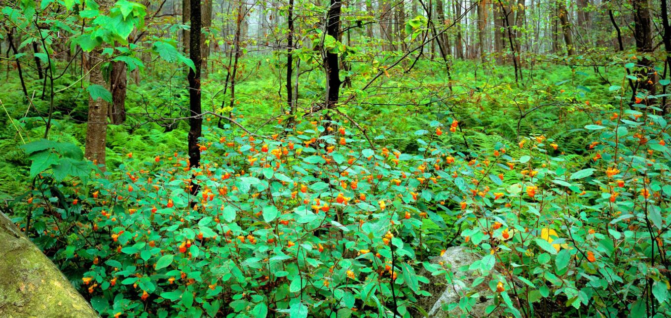 A Family Foraging for Food and Medicine – Mother Earth News - Vimarsana News